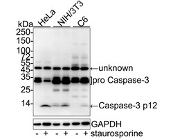 Invitrogen Caspase 3 p12 Recombinant Rabbit Monoclonal Antibody (JE07-51)