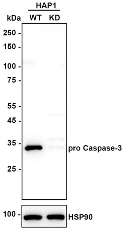 Invitrogen Caspase 3 p12 Recombinant Rabbit Monoclonal Antibody (JE07-51)