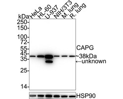 Invitrogen CAPG Recombinant Rabbit Monoclonal Antibody (JE34-75) 100 &mu;L;