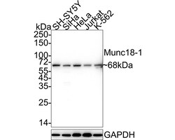 Invitrogen MUNC18 Recombinant Rabbit Monoclonal Antibody (JE38-54) 100