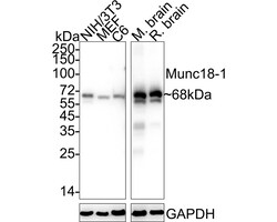 Invitrogen MUNC18 Recombinant Rabbit Monoclonal Antibody (JE38-54) 100