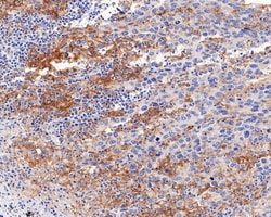 Invitrogen PD-L1 Recombinant Rabbit Monoclonal Antibody (PD00-97) 100 &mu;L;