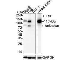 Invitrogen TLR9 Recombinant Rabbit Monoclonal Antibody (JE59-91) 100 &mu;L;