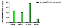 Invitrogen Mouse IgG1 Recombinant Mouse Monoclonal Antibody (PSH04-91)