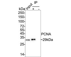 Invitrogen Mouse IgG1 Recombinant Mouse Monoclonal Antibody (PSH04-91)
