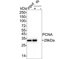 Invitrogen Mouse IgG1 Recombinant Mouse Monoclonal Antibody (PSH04-91)
