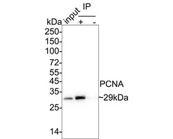 Invitrogen Mouse IgG1 Recombinant Mouse Monoclonal Antibody (PSH04-91)