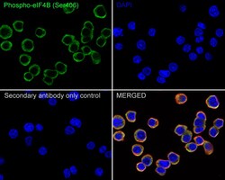 Invitrogen Phospho-eIF4B (Ser406) Recombinant Rabbit Monoclonal Antibody