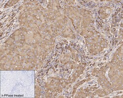 Invitrogen Phospho-eIF4B (Ser406) Recombinant Rabbit Monoclonal Antibody