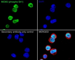 Invitrogen Phospho-MCM2 (Ser41) Recombinant Rabbit Monoclonal Antibody