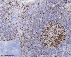 Invitrogen Phospho-MCM2 (Ser41) Recombinant Rabbit Monoclonal Antibody