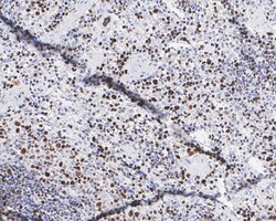 Invitrogen Phospho-MCM2 (Ser41) Recombinant Rabbit Monoclonal Antibody