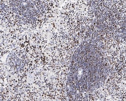 Invitrogen Phospho-MCM2 (Ser41) Recombinant Rabbit Monoclonal Antibody