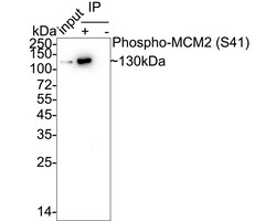 Invitrogen Phospho-MCM2 (Ser41) Recombinant Rabbit Monoclonal Antibody