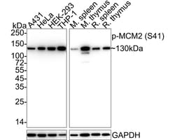 Invitrogen Phospho-MCM2 (Ser41) Recombinant Rabbit Monoclonal Antibody