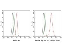 Invitrogen Phospho-RAD17 (Ser656) Recombinant Rabbit Monoclonal Antibody