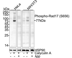 Invitrogen Phospho-RAD17 (Ser656) Recombinant Rabbit Monoclonal Antibody