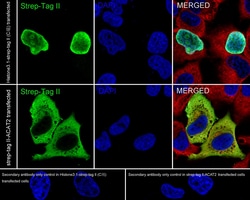 Invitrogen&trade;&nbsp;Strep Tag II Recombinant Rabbit Monoclonal Antibody (PSH05-13)