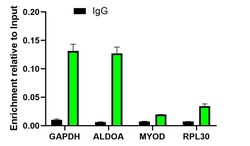 Invitrogen H3K4me2 Recombinant Rabbit Monoclonal Antibody (JE00-98) 100