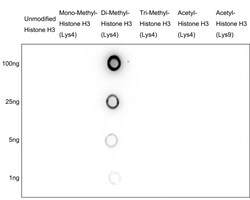 Invitrogen H3K4me2 Recombinant Rabbit Monoclonal Antibody (JE00-98) 100