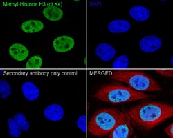 Invitrogen H3K4me2 Recombinant Rabbit Monoclonal Antibody (JE00-98) 100