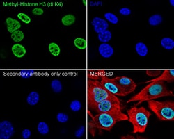 Invitrogen H3K4me2 Recombinant Rabbit Monoclonal Antibody (JE00-98) 100