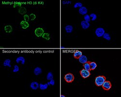 Invitrogen H3K4me2 Recombinant Rabbit Monoclonal Antibody (JE00-98) 100