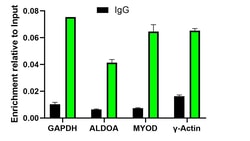 Invitrogen H3K14me1 Recombinant Rabbit Monoclonal Antibody (JE43-29) 100