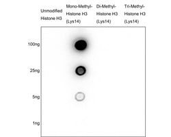 Invitrogen H3K14me1 Recombinant Rabbit Monoclonal Antibody (JE43-29) 100