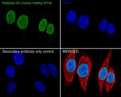 Invitrogen H3K14me1 Recombinant Rabbit Monoclonal Antibody (JE43-29) 100