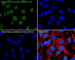 Invitrogen H3K14me1 Recombinant Rabbit Monoclonal Antibody (JE43-29) 100