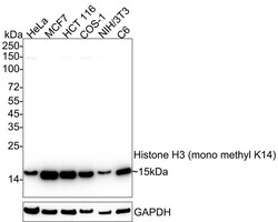 Invitrogen H3K14me1 Recombinant Rabbit Monoclonal Antibody (JE43-29) 100
