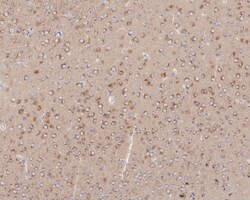 Invitrogen Amyloid Precursor Protein Recombinant Rabbit Monoclonal Antibody