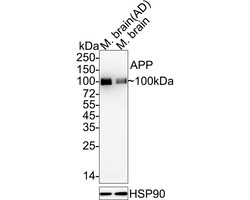 Invitrogen Amyloid Precursor Protein Recombinant Rabbit Monoclonal Antibody