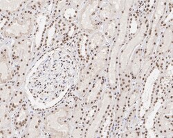 Invitrogen MNAR Recombinant Rabbit Monoclonal Antibody (JE02-42) 100 &mu;L;