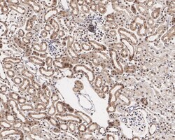 Invitrogen MNAR Recombinant Rabbit Monoclonal Antibody (JE02-42) 100 &mu;L;