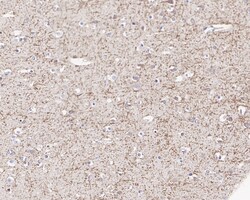 Invitrogen Amyloid Precursor Protein Recombinant Rabbit Monoclonal Antibody