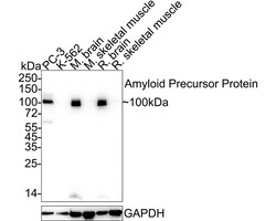 Invitrogen Amyloid Precursor Protein Recombinant Rabbit Monoclonal Antibody