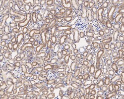 Invitrogen Thioredoxin 2 Recombinant Rabbit Monoclonal Antibody (JE35-76)