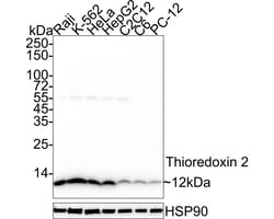 Invitrogen Thioredoxin 2 Recombinant Rabbit Monoclonal Antibody (JE35-76)