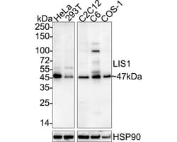 Invitrogen&trade;&nbsp;LIS1 Recombinant Rabbit Monoclonal Antibody (JE37-43)