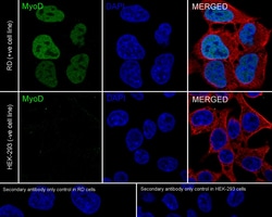Invitrogen MYOD Recombinant Rabbit Monoclonal Antibody (JE60-47) 100 &mu;L;
