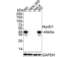 Invitrogen MYOD Recombinant Rabbit Monoclonal Antibody (JE60-47) 100 &mu;L;