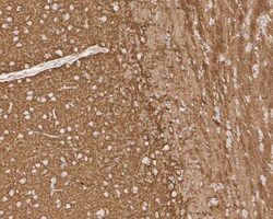 Invitrogen PMCA1 ATPase Recombinant Rabbit Monoclonal Antibody (JE34-05)