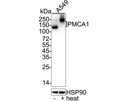 Invitrogen PMCA1 ATPase Recombinant Rabbit Monoclonal Antibody (JE34-05)