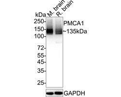 Invitrogen PMCA1 ATPase Recombinant Rabbit Monoclonal Antibody (JE34-05)