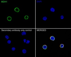 Invitrogen MDH1 Recombinant Rabbit Monoclonal Antibody (JE35-03) 100 &mu;L;