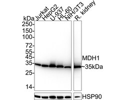 Invitrogen MDH1 Recombinant Rabbit Monoclonal Antibody (JE35-03) 100 &mu;L;