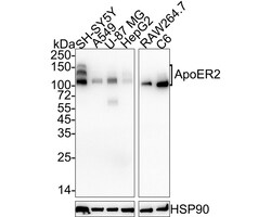 Invitrogen LRP8 Recombinant Rabbit Monoclonal Antibody (JE31-73) 100 &mu;L;