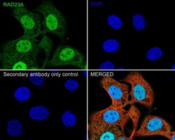 Invitrogen RAD23A Recombinant Rabbit Monoclonal Antibody (JE38-49) 100 &mu;L | Buy Online | Invitrogen&trade; | Fisher Scientific